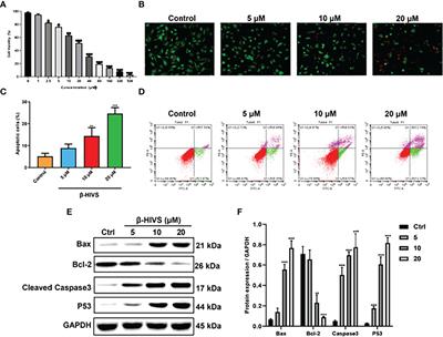 β-Hydroxyisovaleryl-Shikonin Exerts an Antitumor Effect on Pancreatic Cancer Through the PI3K/AKT Signaling Pathway